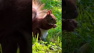 🐿️Beautiful backlight🌞#squirrel #shorts #animals #cute #동물 #wildlife #动物 #nature #松鼠 #funny #eat