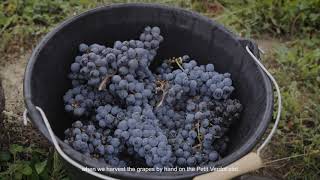 Les quatre saisons du Petit Verdot # l'automne