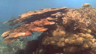 Davies Reef (GBR) Underwater Camera 18 Month Time Lapse in 30 sec