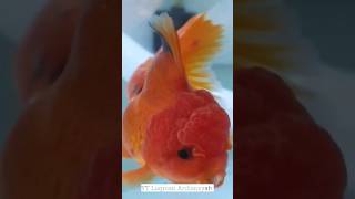 Update kesehatan koki yang terkena kutu jarum! #shorts #oranda #rancu #ryukingoldfish