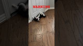 Warning - Viscous Guard Puppy 🐕 #guarddog #puppy #funnyvideo