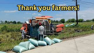 The Philippines: The Rice is ready for harvesting!!!