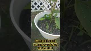 NAPAKASIPAG MAMUNGA NG MGA BELL PEPPERS KO ANG DAMI #organic #gardening #bellpeppers #vegetables