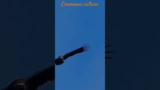 Cinereous vulture / Vautour moine #wildlife #vultures #spain #vautour