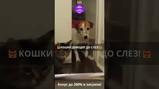 😂Кошки-комики: приколы и нарезки для смеха😂 Эпизод 701