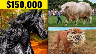 The Most Expensive Animals In The World & More