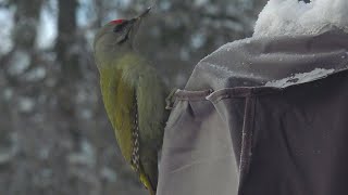 Grey-headed woodpecker