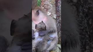 Ep175. Cute Monkey Goes Bananas in Adorable Viral Video!