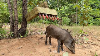 Making rudimentary traps to trap wild boar #wildanimal #wildpig #shortvideo