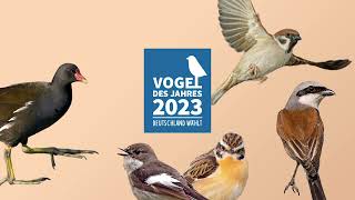 Das Braunkehlchen im Kandidatencheck - Wahl zum Vogel des Jahres 2023