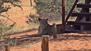 Lions at Gharagab Wilderness Camp