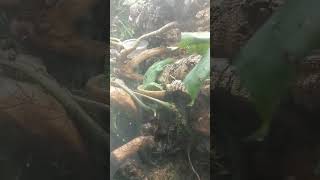 Green Tree Monitor Taking A Bath - Varanus prasinus