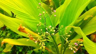 การตอนมะละกอ โดยไม่ใช้ดิน ไม่ใช้แกลบ ไม่ใช้ขุยมะพร้าว ใช้แค่น้ำเปล่า Crop cultivation method S3