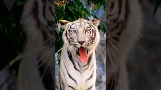 A White Tiger #tiger #youtubeshorts #wildlife