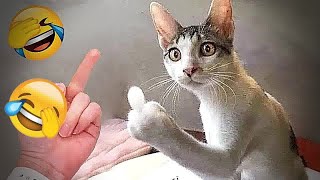 🤣😂 Try Not To Laugh Dogs And Cats 😹😹 Funniest Animals