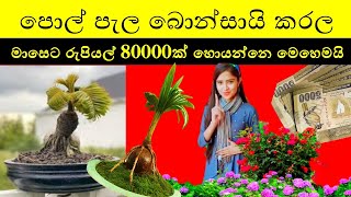 Business ideas Sinhala | How to make coconut bonsai tree | bonsai business ideas in Sri Lanka