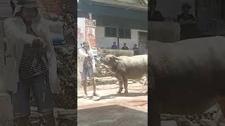 sekali tebas langsung tumbang 26 Maret 2024 TORAJA culture