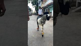 Habibo #beast #arabickuthu #anirudh #tamil #music #goat #hansagoat #animals #eid2024 #goatfarming