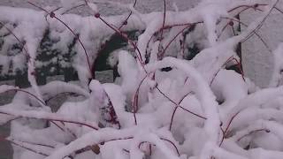 winter nationaal park lauwersmeer    waddenzee    landal suyderoogh video youtube