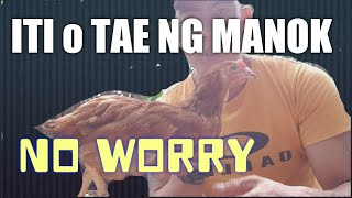 PAANO MAKONTROL ANG AMOY NG ITI O TAE NG MANOK