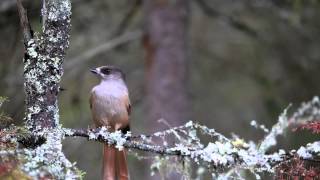 Siberian Jays Being Fed.