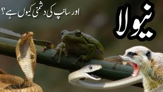 Why has Allah made Mongoose the enemy of Snakes ? | Story of Cobra VS Mongoose | Urdu Kahani