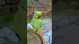 So😘 Cute 😍 Mithu🦜 #talkingparrot #parrot #youtubeshorts #viral #pet #like  #trending #reels #ytshort