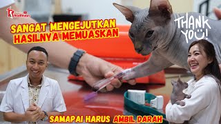 KUCING SPINK BOTAK YANG BANYAK MASALAH. UNTUNG ADA KITA..BERESSS