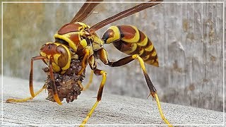 Wasp eating