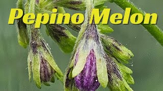 Pepino Melon