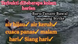 Se indonesia menjadi umpan paforit buat bawal,umpan bawal harian dan galatama