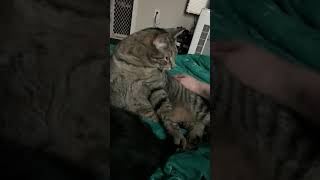 Cat Cleaning ASMR