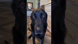 someone's shy with the cutest eyes #dogs #shorts #labrador #cuteness