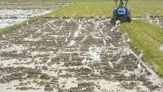 Lihat detik-detik sekelompok burung yang menyerbu petani