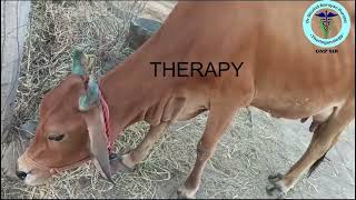 Effective Therapy for Aspiratory Pneumonia in Cows | GNP Sir