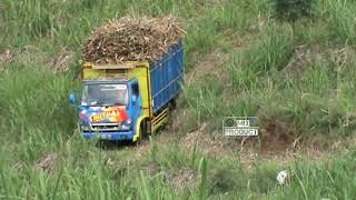 CANTER muat tebu oleng di lahan tebu