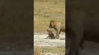 Two lion vs hyena deadly fight #shorts #lionvshyena