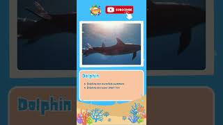 Fun Facts : Dolphin, Shark #shorts #animalsfortoddlers #dolphin #shark