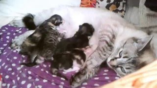 Cat with her newborn kittens (1 week old)