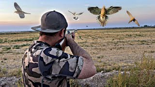 Hunt and Cook Mourning Doves With Over/Under Shotgun!