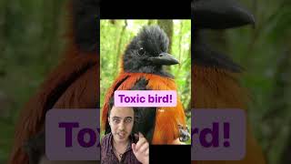 Toxic bird! Hooded Pitohui