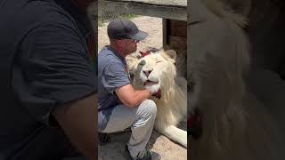 Huge Lion Hug