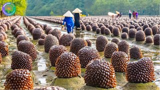 How Chinese Farmers Raise Billions of Sea Cucumbers for Health Benefits - Sea Cucumber Farming