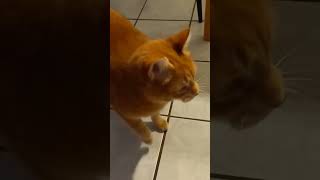 Funny#cat#katze  #katzenaufyoutube