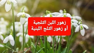 تستخدم زهور اللبن في بعض الصناعات الدوائية، إضافة إلى استخدامها كنباتات زينة#زهرة_اللبن_الثلجية