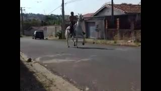 Campeão Mangalarga Marchador Voltando na Ativa