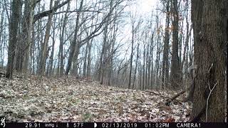 Squirrel on tree