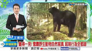 難得一見! 雪霸野生動物自然寫真 超萌行為全都錄│中視新聞 20241123