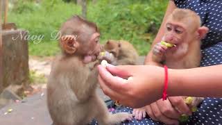 Interestingly! Baby Rainbow get food from mom KT for the first time, Rainbow & Angela eat together