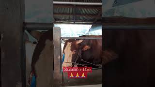 Sapi jumbonya gak akur‼️#subscribe #farmproject #sapi #viral #farm